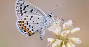 Attēlu rezultāti vaicājumam “Polyommatinae”