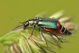 Attēlu rezultāti vaicājumam “Malachius bipustulatus”