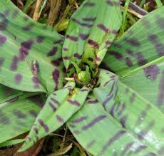 Attēlu rezultāti vaicājumam “Dactylorhiza fuchsii leaf”