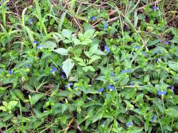 Attēlu rezultāti vaicājumam “Commelina coelestis”