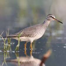 Image result for Tringa brevipes