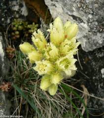 Attēlu rezultāti vaicājumam “Jovibarba globifera flower”