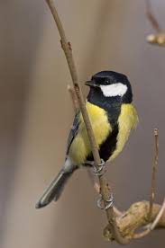 Attēlu rezultāti vaicājumam “Parus major”