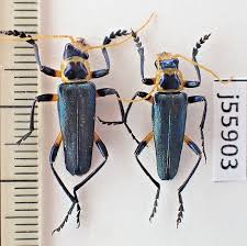 Attēlu rezultāti vaicājumam “Cantharidae”