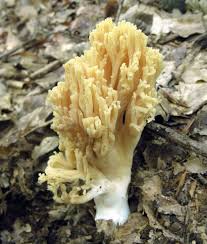 Attēlu rezultāti vaicājumam “Ramaria flava”