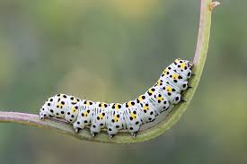 Attēlu rezultāti vaicājumam “Cucullia verbasci”