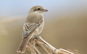 Image result for Lanius isabellinus