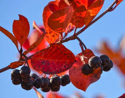 Attēlu rezultāti vaicājumam “Aronia melanocarpa fruit”