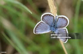 Attēlu rezultāti vaicājumam “Plebejus argus male”