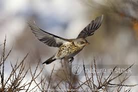 Attēlu rezultāti vaicājumam “Turdus pilaris”