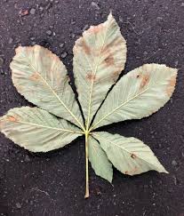 Attēlu rezultāti vaicājumam “Aesculus hippocastanum leaf”