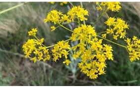 Image result for Isatis tinctoria