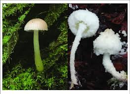 Attēlu rezultāti vaicājumam “Hygrocybe sp.”