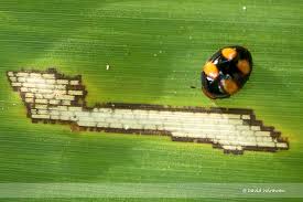 Attēlu rezultāti vaicājumam “Erotylidae”