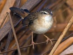 Image result for Locustella certhiola