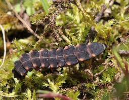 Attēlu rezultāti vaicājumam “Lampyris noctiluca larva”