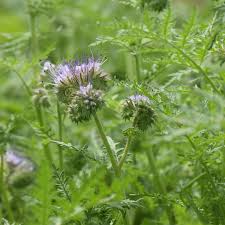 Image result for Phacelia