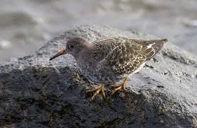 Attēlu rezultāti vaicājumam “Calidris maritima”