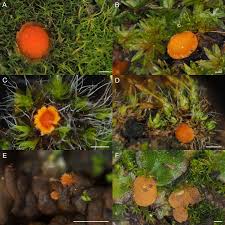 Attēlu rezultāti vaicājumam “Octospora splachnophila spores”