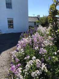 Attēlu rezultāti vaicājumam “Hesperis matronalis”