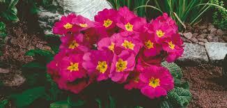 Attēlu rezultāti vaicājumam “Primula elatior”