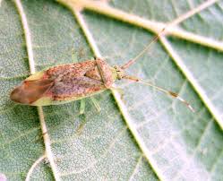 Attēlu rezultāti vaicājumam “Pantilius tunicatus”