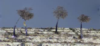 Attēlu rezultāti vaicājumam “Enerthenema papillatum spores”