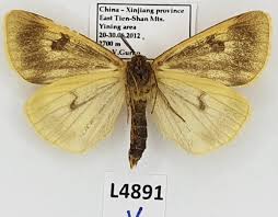 Attēlu rezultāti vaicājumam “Diacrisia sannio female”