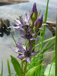 Attēlu rezultāti vaicājumam “Swertia perennis”