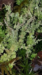 Attēlu rezultāti vaicājumam “Cladonia phyllophora”