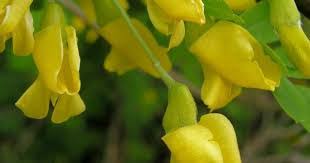 Attēlu rezultāti vaicājumam “Caragana arborescens”