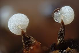 Attēlu rezultāti vaicājumam “Physarum diderma macro”