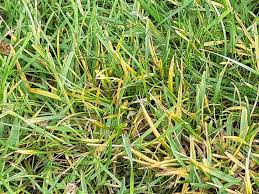 Attēlu rezultāti vaicājumam “Puccinia coronata”