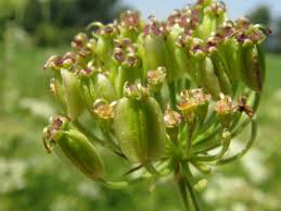 Attēlu rezultāti vaicājumam “Angelica palustris flower”