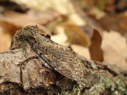 Attēlu rezultāti vaicājumam “Peridea anceps”