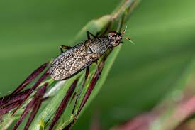 Attēlu rezultāti vaicājumam “Coremacera marginata”