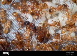 Attēlu rezultāti vaicājumam “Myrmica rubra”