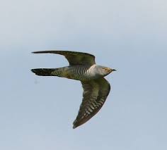 Attēlu rezultāti vaicājumam “Cuculus canorus adult”