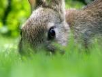 a welsh rabbit - via Daymix