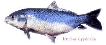 Image result for Ictiobus niger