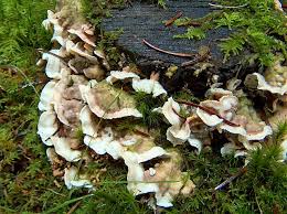 Attēlu rezultāti vaicājumam “Skeletocutis brevispora”