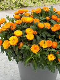 Image result for Strohblume