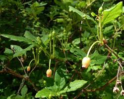 Attēlu rezultāti vaicājumam “Menziesia ferruginea”