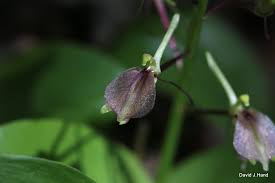 Attēlu rezultāti vaicājumam “Liparis loeselii bud”