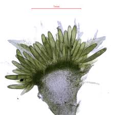 Attēlu rezultāti vaicājumam “Mnium hornum sporophyte”