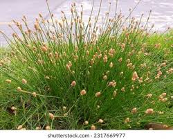 Attēlu rezultāti vaicājumam “Eleocharis palustris”