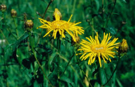 Attēlu rezultāti vaicājumam “Inula salicina flower”