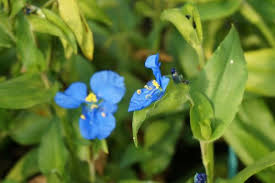 Attēlu rezultāti vaicājumam “Commelina coelestis”