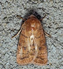 Attēlu rezultāti vaicājumam “Hoplodrina octogenaria”