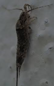 Attēlu rezultāti vaicājumam “Machilidae”